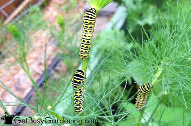 Swallowtail caterpillars eating plants