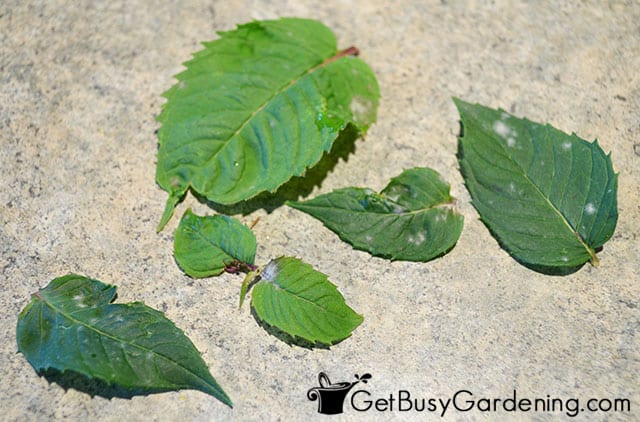 Discarding diseased bee balm leaves