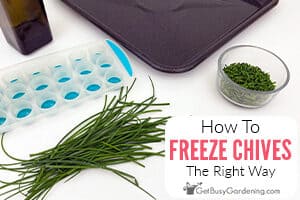 Freezing Fresh Chives The Right Way