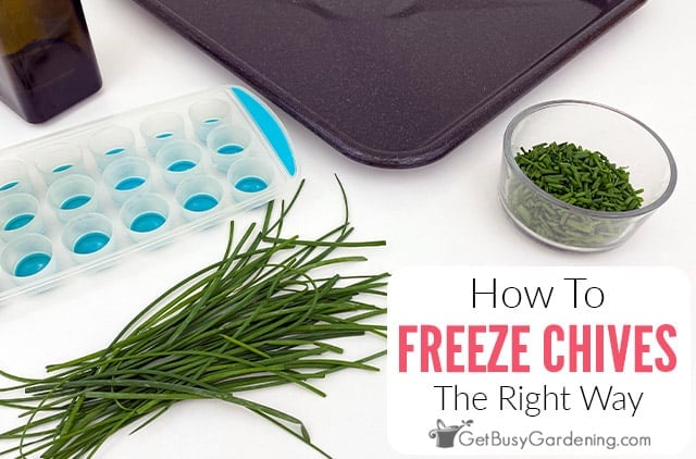 Freezing Fresh Chives The Right Way