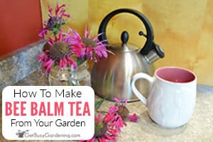 How To Make Bee Balm Tea From Your Garden