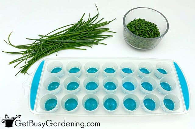Preparing to fill ice cube tray with chives