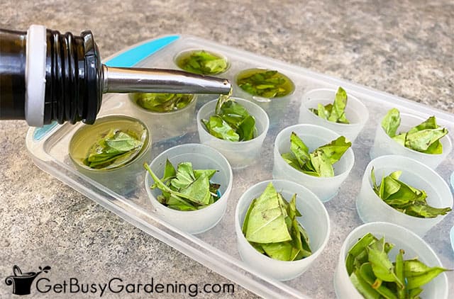 This Container Preserves Basil for WEEKS! OXO Good Grips