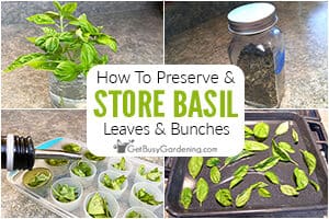 How To Store Fresh Basil (Leaves Or Stems)