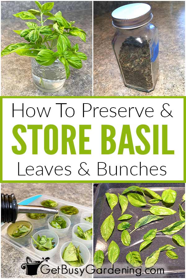 How To Preserve & Store Basil Leaves & Bunches