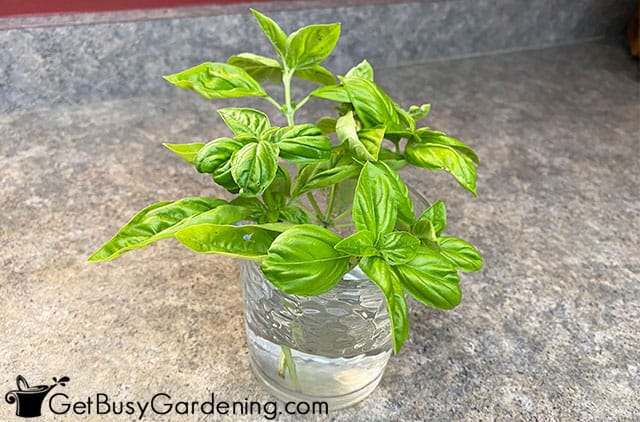 Storing basil in water on the counter