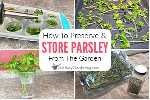 How To Preserve & Store Fresh Parsley