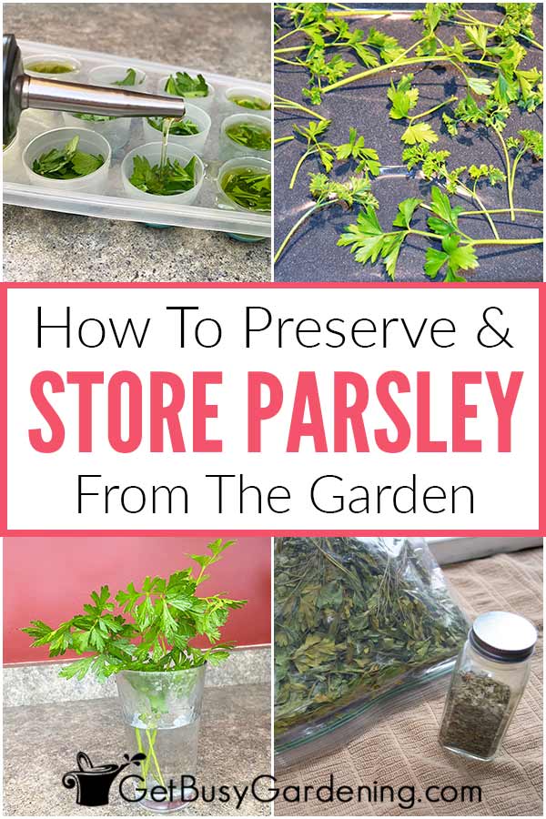How To Preserve & Store Parsley From The Garden