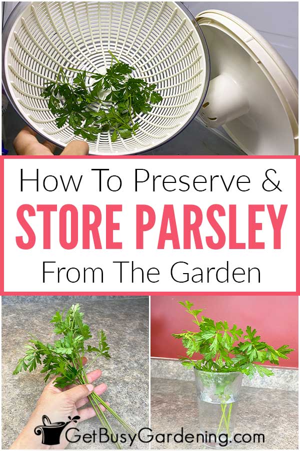 How To Preserve & Store Parsley From The Garden
