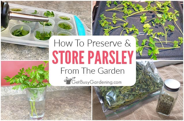 How To Preserve & Store Fresh Parsley