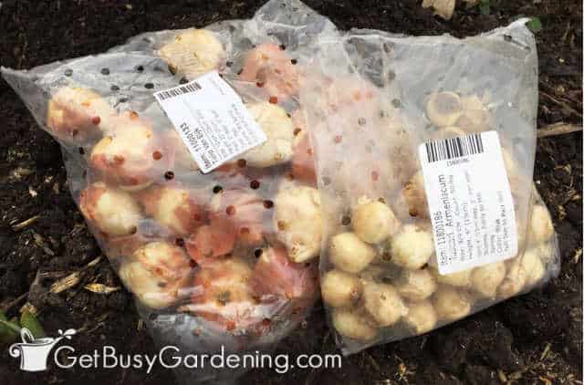 Bags of fall flower bulbs to plant