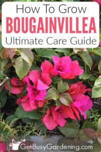 Bougainvillea Care Instructions & Complete Growing Guide