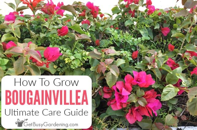 Bougainvillea Care & Growing Guide