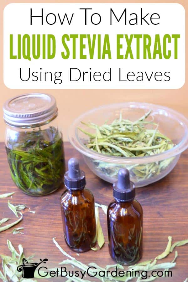 How To Make Liquid Stevia Extract Using Dried Leaves