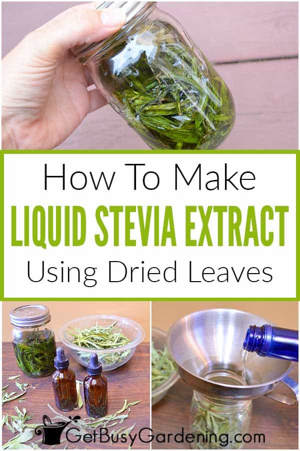 How To Make Liquid Stevia Extract Using Dried Leaves
