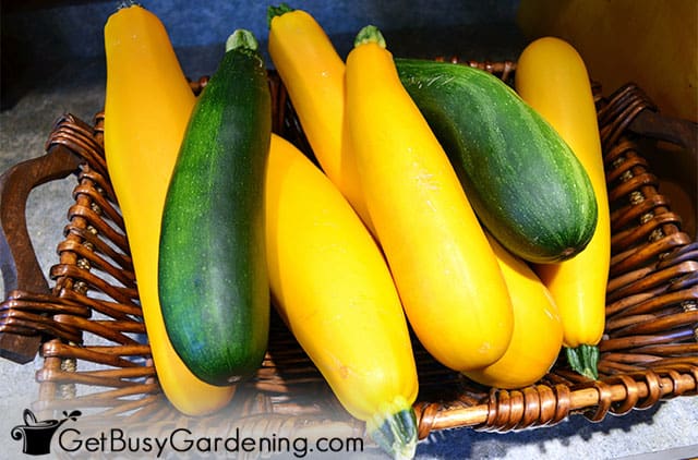 Green and yellow zucchini for making zoodles