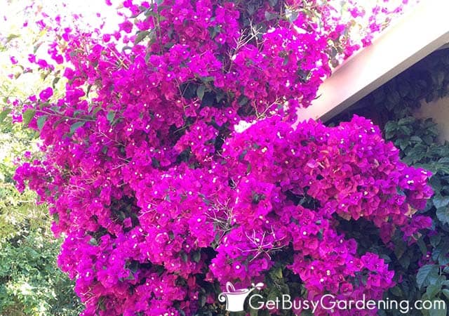 Large bougainvillea vine growing on a wall