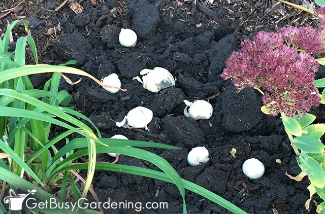 Mixing bulbs in with perennials
