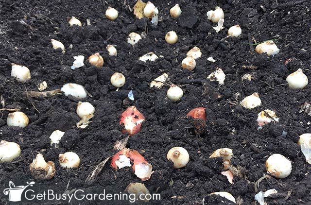 Planting different sized bulbs in layers