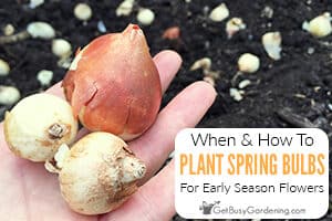 When & How To Plant Spring Bulbs