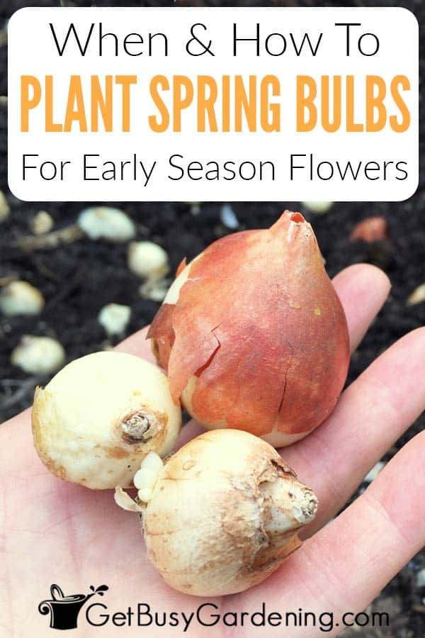 When & How To Plant Spring Bulbs For Early Season Flowers