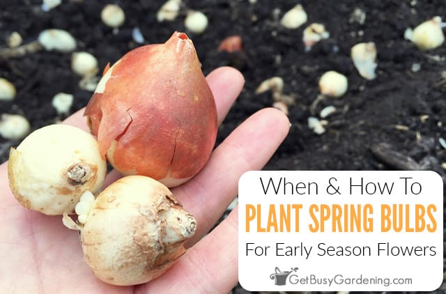 When & How To Plant Spring Bulbs