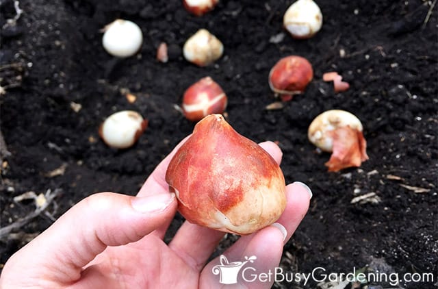 Planting spring flower bulbs with the tips facing up
