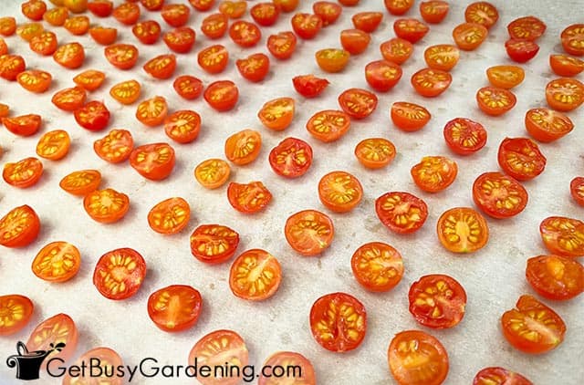 Sun drying cherry tomatoes on a cookie sheet