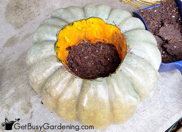 Adding dirt to the pumpkin planter