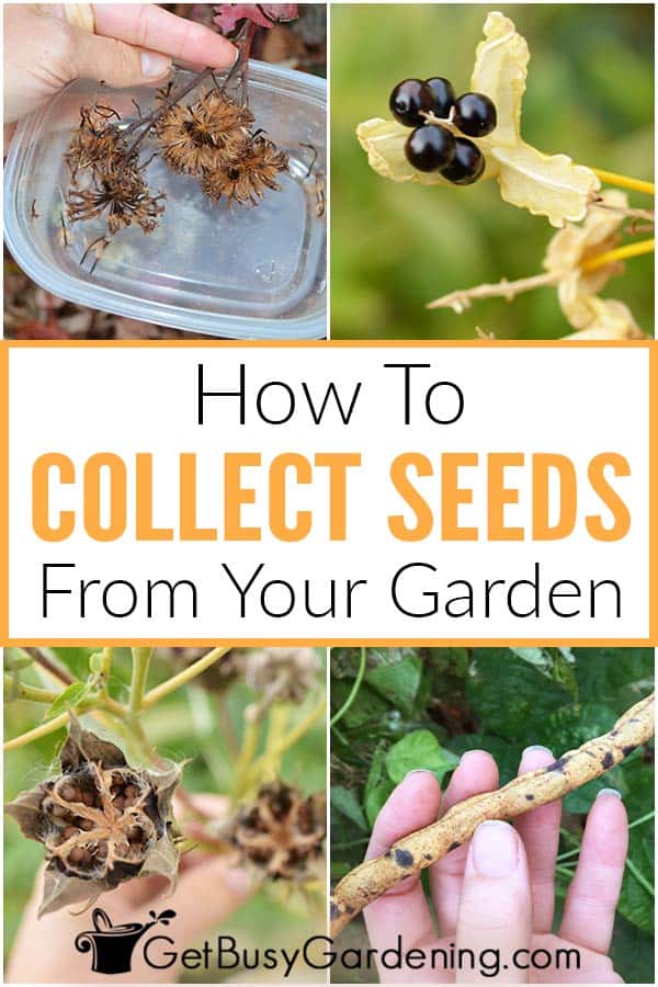 How To Collect Seeds From Your Garden