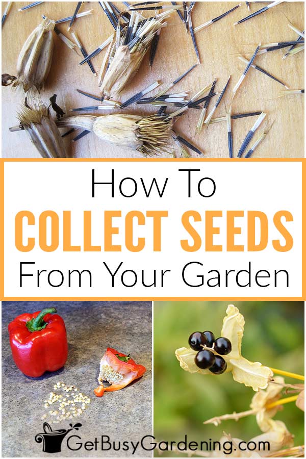 How To Collect Seeds From Your Garden