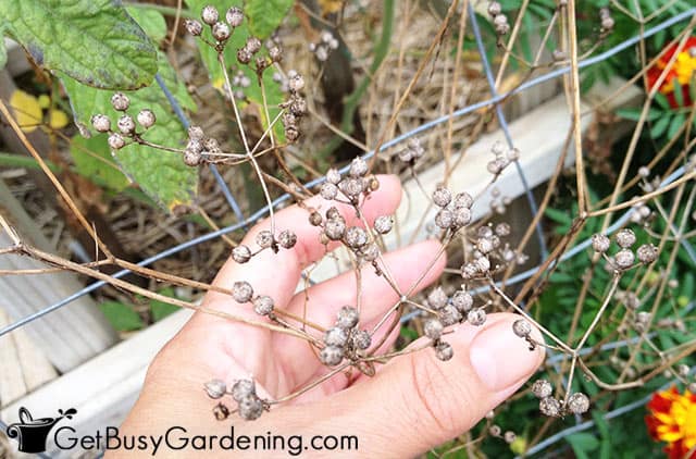 Collecting seeds from herbs