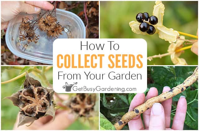 How To Harvest & Collect Seeds From Your Garden