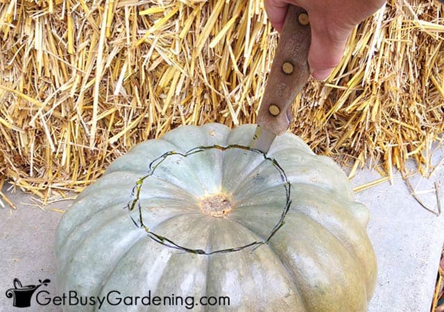 Cutting a hole in the pumpkin to plant a mum
