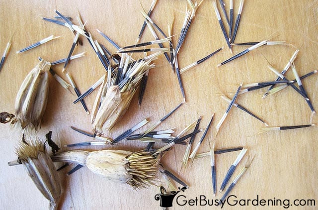 Drying seeds collected from my garden