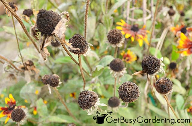 Flower heads forming seeds