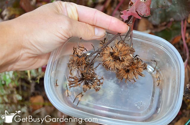 Gathering seeds in a plastic container