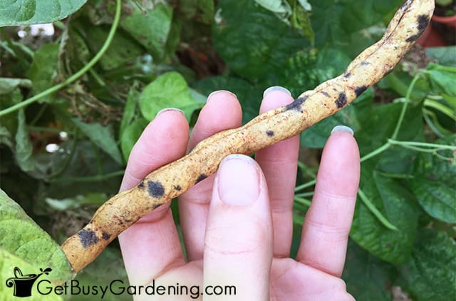 Green bean seed pod ready to harvest