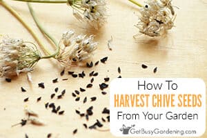 How To Harvest & Collect Chive Seeds