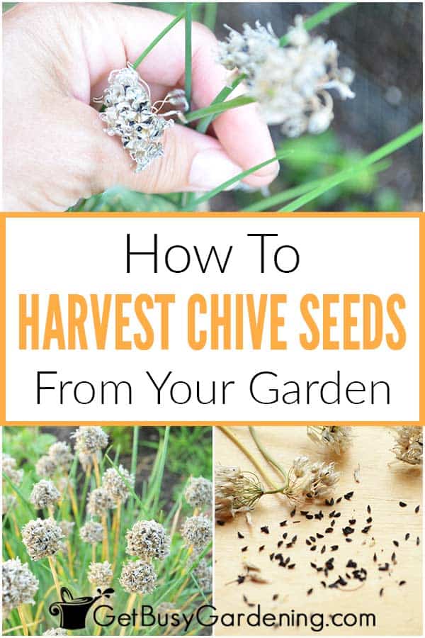 How To Harvest Chive Seeds From Your Garden