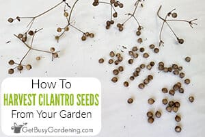 How To Harvest & Get Cilantro Seeds