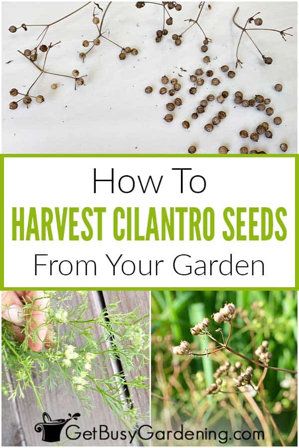 How To Harvest Cilantro Seeds From Your Garden