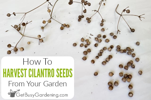 How To Harvest & Get Cilantro Seeds