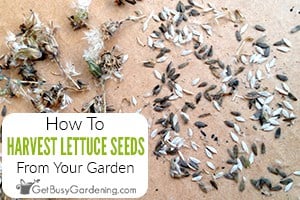 How To Harvest & Get Lettuce Seeds