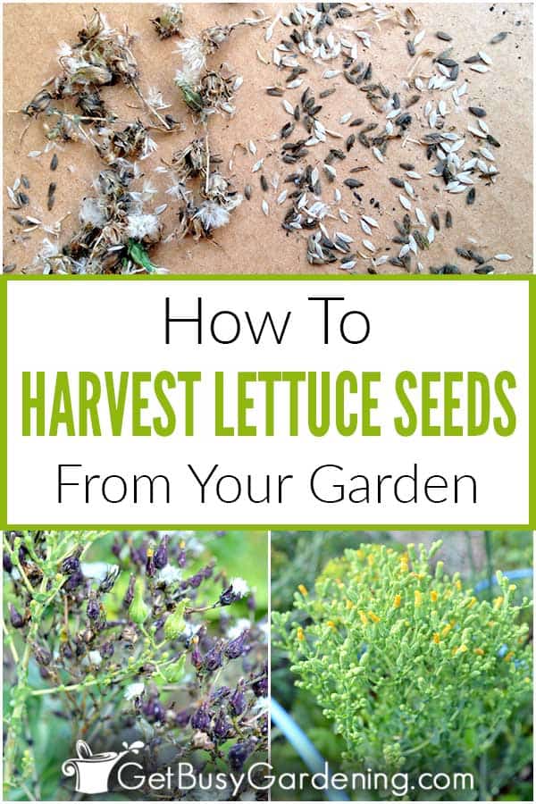 How To Harvest Lettuce Seeds From Your Garden