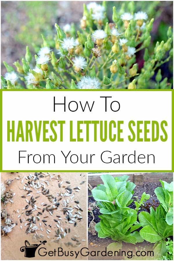 How To Harvest Lettuce Seeds From Your Garden