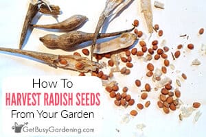 How To Harvest & Save Radish Seeds