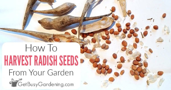 How To Harvest & Save Radish Seeds - Get Busy Gardening