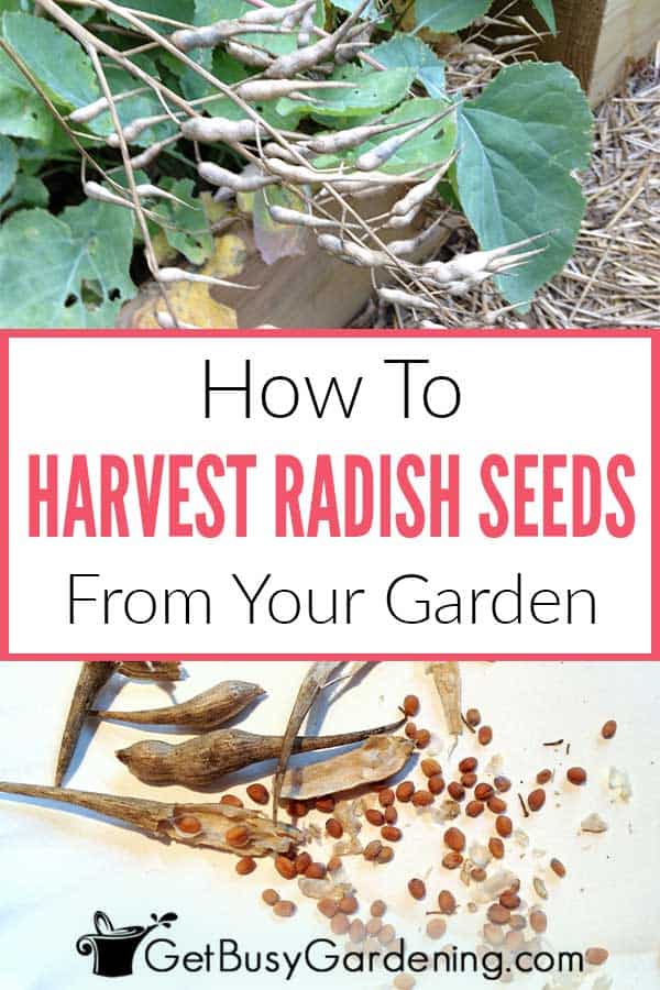 How To Harvest Radish Seeds From Your Garden