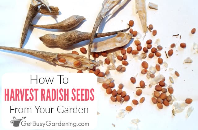 How To Harvest & Save Radish Seeds